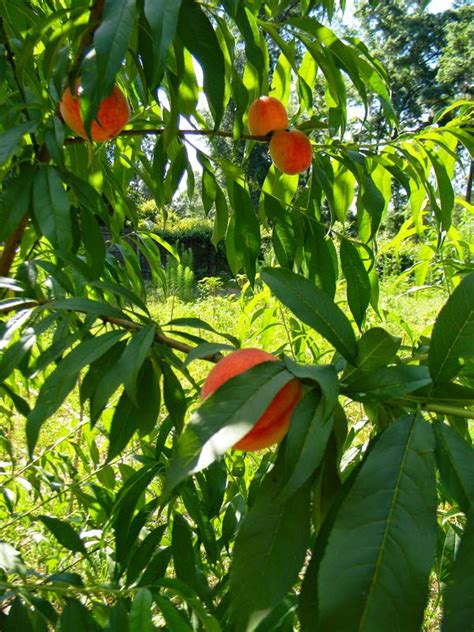 Why are my peaches small? Update on growing peaches from seed | The Survival Gardener