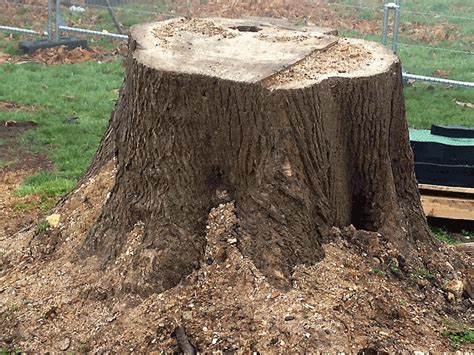 Stumpwizarduk Tree Stump Removal And Tree Stump Grinding Services