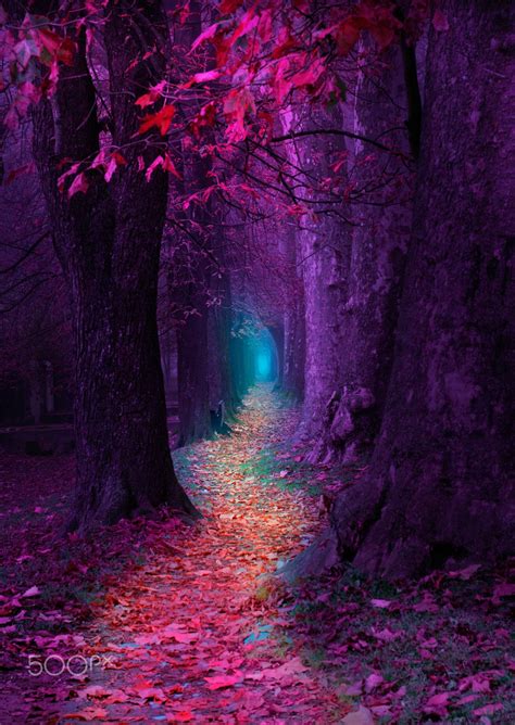 Fairytale Pathway Impression Purple Pathway Ilidza
