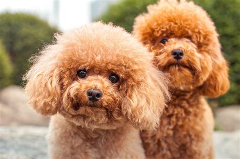 15 Curly Haired Dogs With Pictures Readers Digest