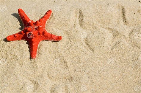 Sea Star On The Sand Stock Image Image Of Starfish Color 5682319