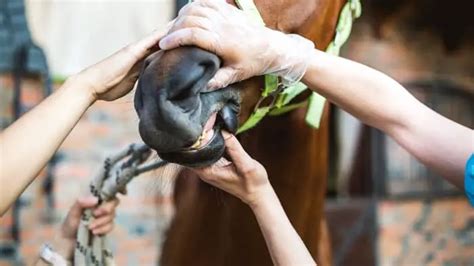 Slobbery Facts Why Do Horses Drool Horse Meta