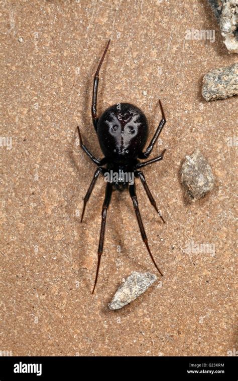 Steatoda Grossa Cupboard Spider Stock Photo Alamy