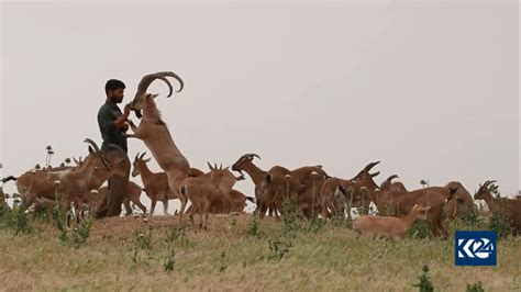 Photos Kurdish Man Domesticates Wild Goats In Kurdistan Region Village