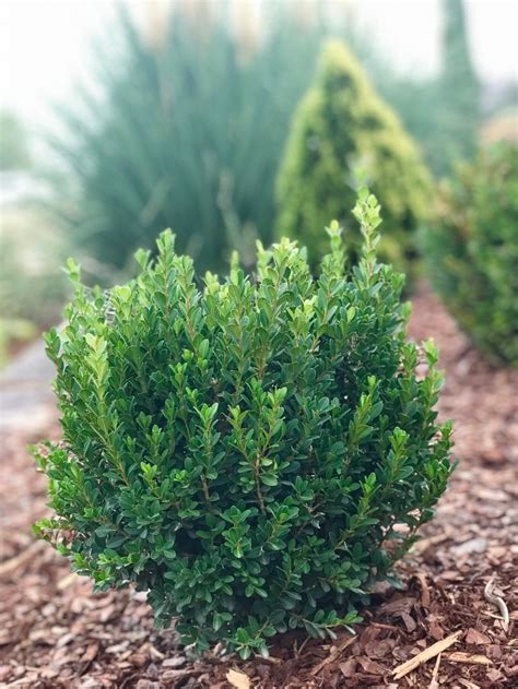 Buxus Microphylla Var Japonica Baby Jade™ Grejade Boxwood Garden