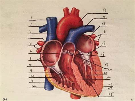 Heart Anatomy3 Frontal Section Quiz By Seattle84