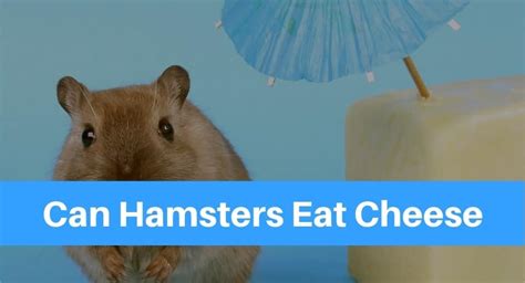 Can Hamsters Eat Cheese Petsolino