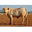 Cattle Breeds Originating In Brazil  Native Breedorg