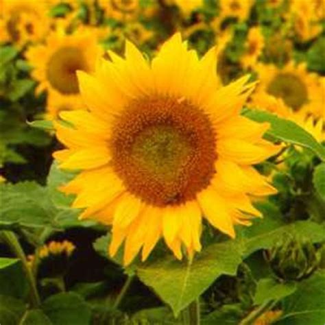 Jarum tujuh bilah nama saintifik: BUNGA INDAH: Bunga Matahari