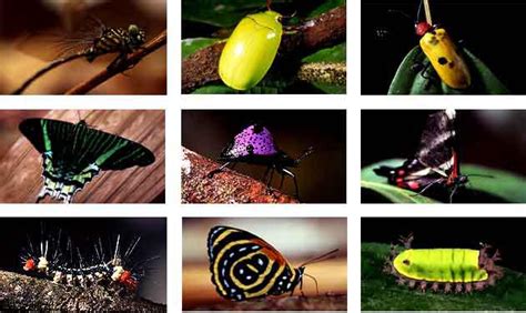 Fondos De Pantalla Wallpapers Fondo Insectos