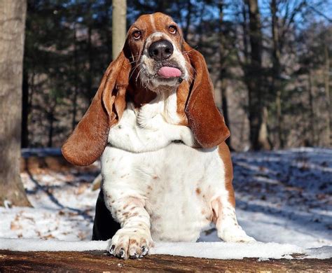 Maybe you would like to learn more about one of these? Amedelyofpotpourri: Basset Hound Rescue Columbus Ohio