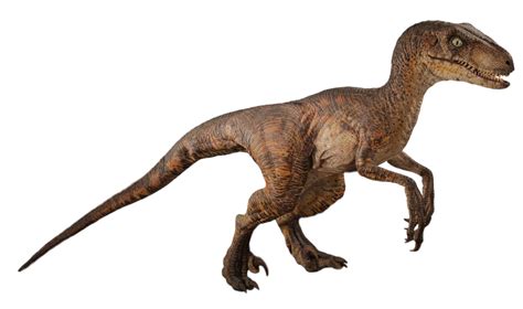 Jurassic Park Velociraptor By Speedcam On Deviantart