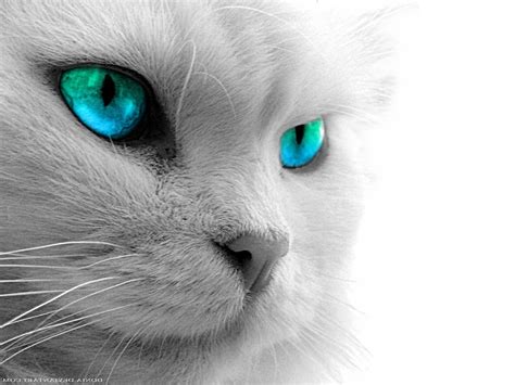 Anime Green Cat Eyes Wallpapers Wallpaper Cave
