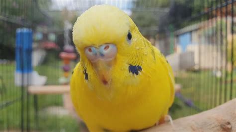 Hours Of Budgie Best Friends Mango And Chutney Singing And Talking Sounds YouTube