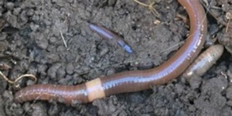 Invasive Asian Jumping Earthworms In 2021 Earthworms Moving Plants