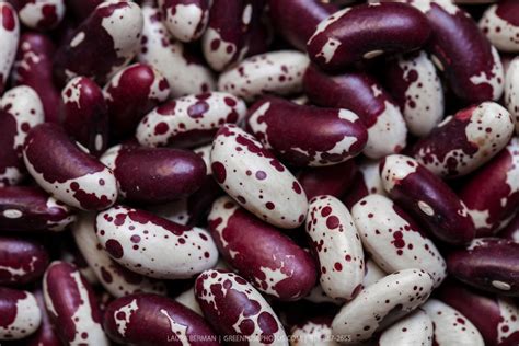Jacobs Cattle Beans Greenfuse Photos Garden Farm And Food Photography