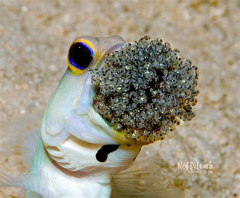 Dad Of The Year Male Yellow Headed Jawfish Caught On Caмera