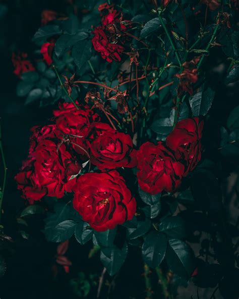 20 Incomparable Rose Aesthetic Wallpaper Desktop You Can Get It Free Of Charge Aesthetic Arena