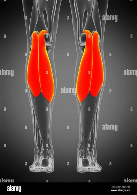 Músculo Gastrocnemio Ilustración Fotografía De Stock Alamy
