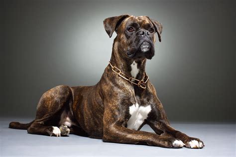Boxer Foto And Bild Tiere Haustiere Hunde Bilder Auf Fotocommunity