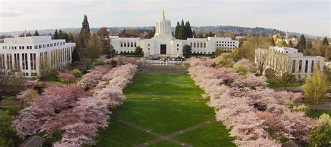 Oregon Capitols Flowering Cherry Trees May Be Removed