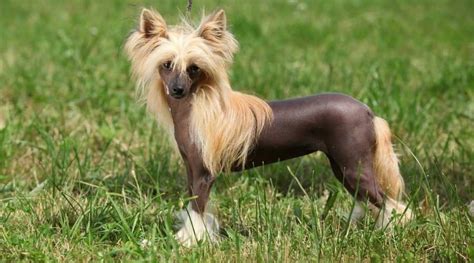 Chinese Crested Breed Information Facts Traits And More Love Your Dog