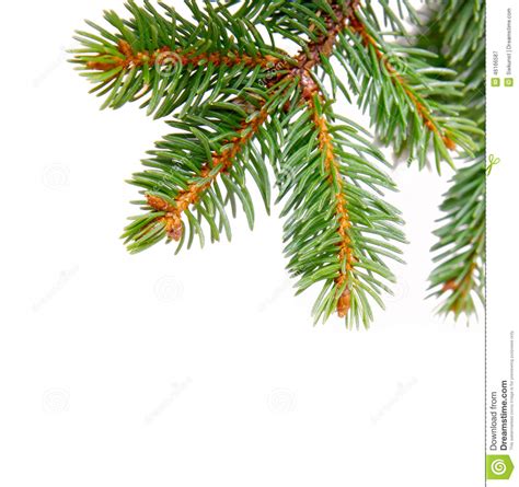 Christmas Tree Branches Stock Image Image Of Holiday 46166587