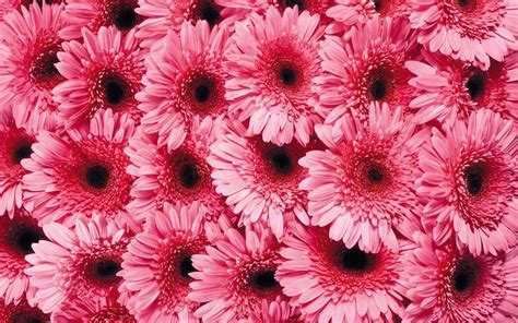 Choose from 30+ pink daisy graphic resources and download in the form of png, eps, ai or png images. Gerber Daisy Wallpaper ·① WallpaperTag