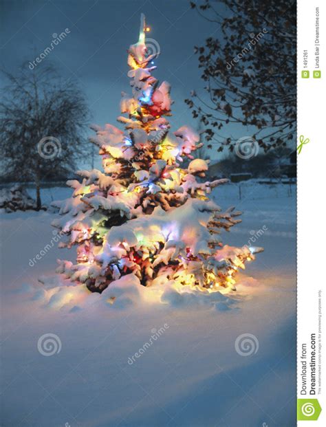 Snow Covered Christmas Tree Stock Image Image 1491261
