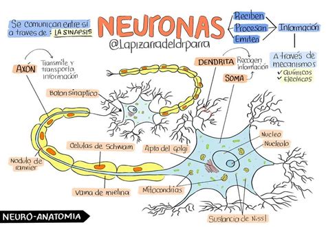 Estructura Y Funcion De La Neurona Detalhes Científicos
