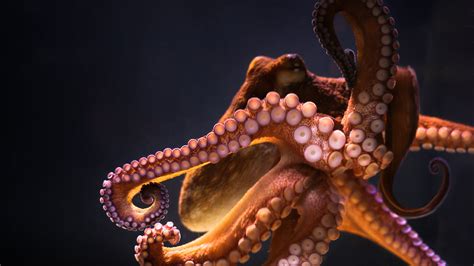 52 Octopus Backgrounds Wallpapersafari