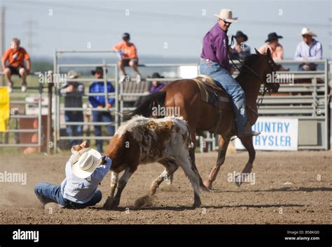 Cowboy Vs Steer During A Rodeo Bulldogging Event Hoodoo Wallpaper