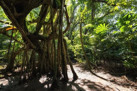 Premium Photo 100 Years Old Banyan Tree At Spring Forest Of The