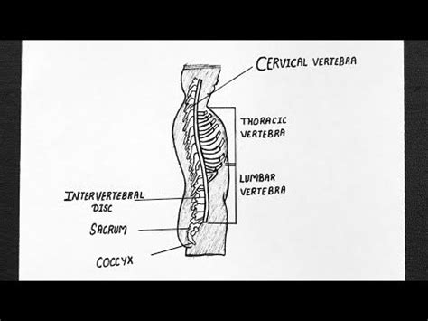 Anatomy Of The Lower Back Anatomy Drawing Diagram My Xxx Hot Girl