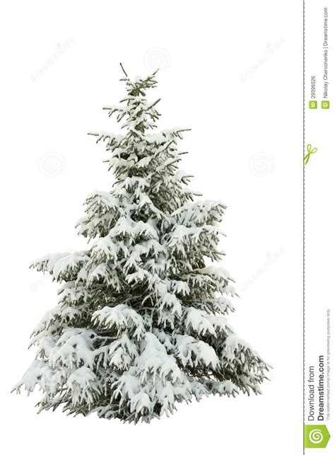 Snow Covered Fur Tree On A White Stock Photo Image Of