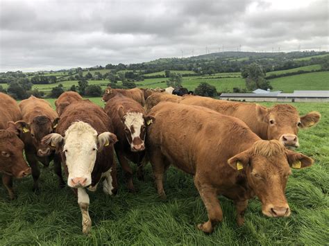 Beef Kill Steers Drop Cows Rise But Numbers Stay Steady Agrilandie