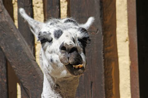 Fotos Gratis Zoo Retrato Llama Alpaca Cara Orejas Cabeza Lama