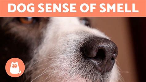 5 Fun Facts About A Dogs Sense Of Smell 🐶👃🏻 Dog Potato