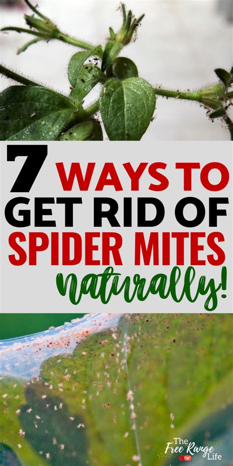 Check spelling or type a new query. How to Get Rid of Spider Mites on Your Plants, Naturally ...