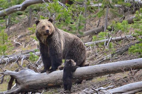 Th Circuit Hears Appeal On Protections For Yellowstone Grizzlies