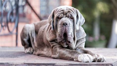 10 Different Types Of Mastiff Breeds To Know Petsradar