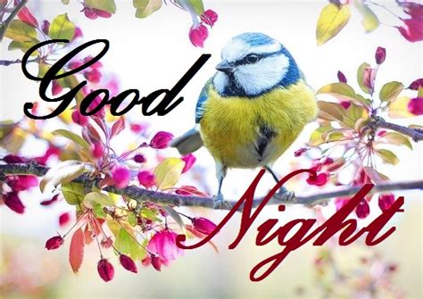 Beautiful Good Night Birds Images For Good Night Wishing Your Hop