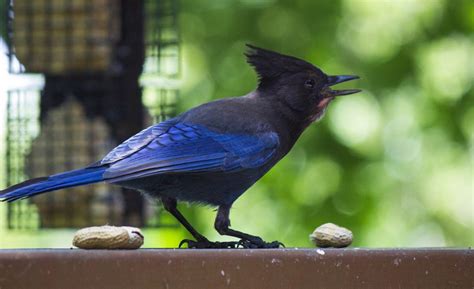 Top 28 Backyard Birds In Oregon Free Picture Id Printable Bird Advisors