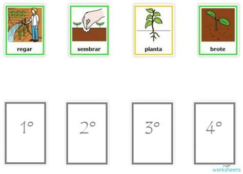 Crecimiento De Las Plantas Ficha Interactiva Topworksheets