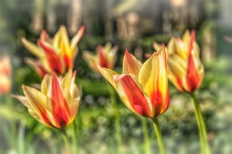 Free Images Nature Light Flower Petal Bloom Tulip Red Botany