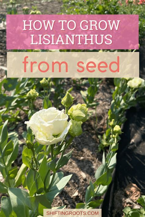 How To Grow Lisianthus From Seed Shifting Roots