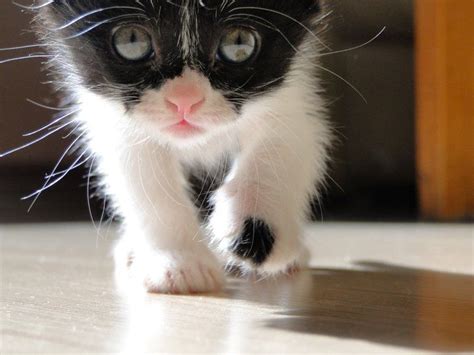 Ximsi Super Cute Kittens