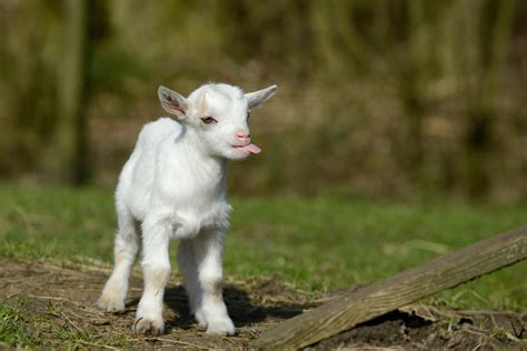 Cute Real Farm Animals Wallpapers Gallery