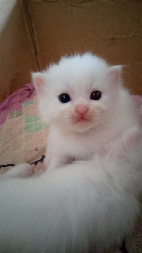 Fluffy Kitten Reyebleach