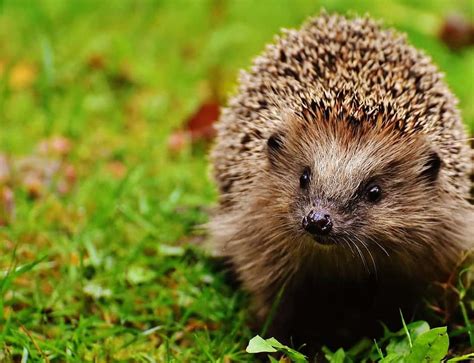 Top 10 Cutest Animals That Are Not Pets All Time Lists